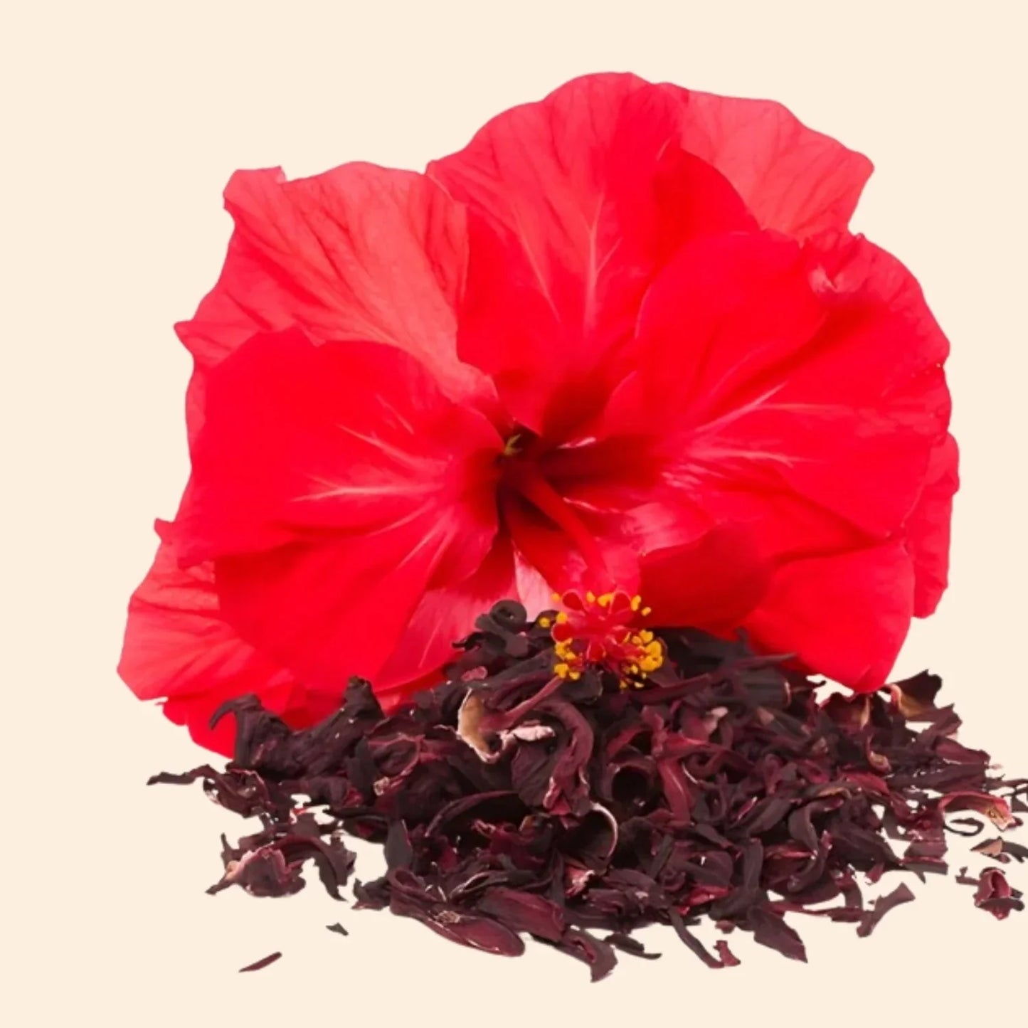 True Hibiscus Flowers